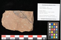 Foto (Objekt + Etikett) von Quercus palaeoilex Ettingshausen (NHMW-GEO-2024-0188-0926)